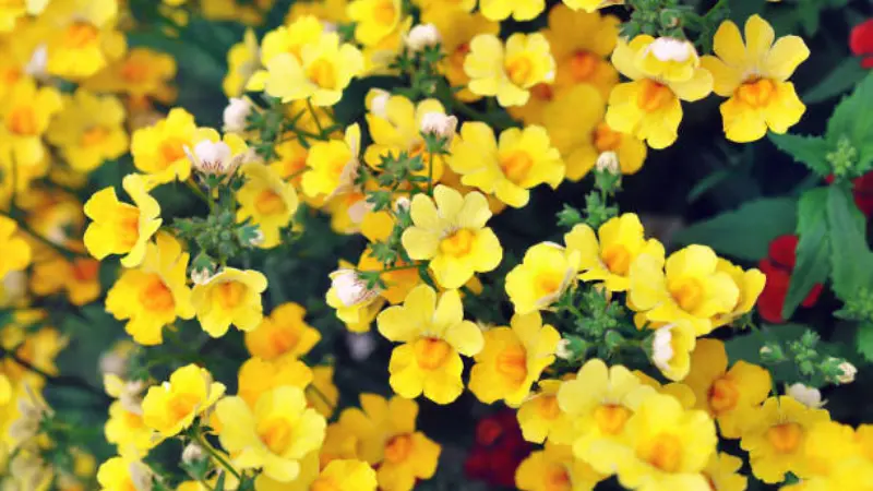 Mass of bright yellow nemesia flowers with green foliage