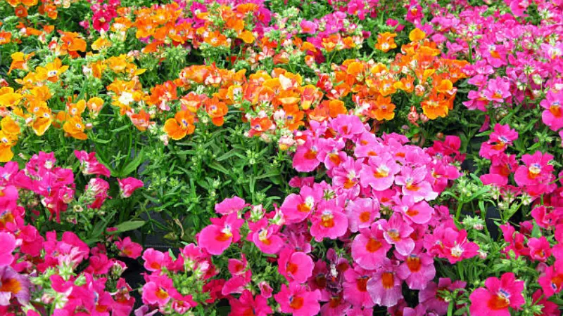 Orange and pink nemesia flowers blooming together in a garden bed