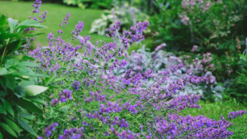 Purple nepeta flower blooms spilling over a garden path edge