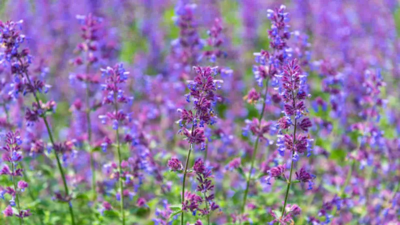 Purple nepeta flowers in a field with soft bokeh background