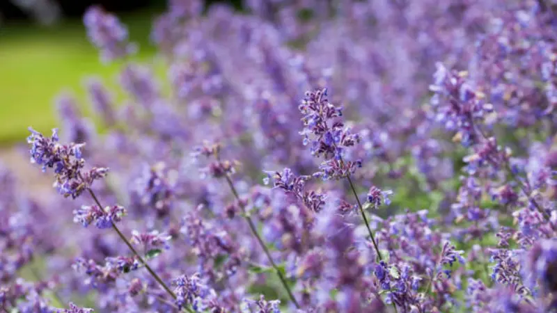 Backlit purple nepeta flower spikes with blurred green background