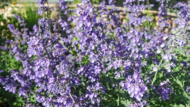 Purple nepeta flowers blooming in bright garden sunlight