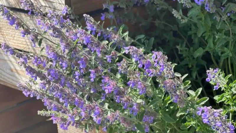 Purple nepeta flower clusters cascading over a wooden fence