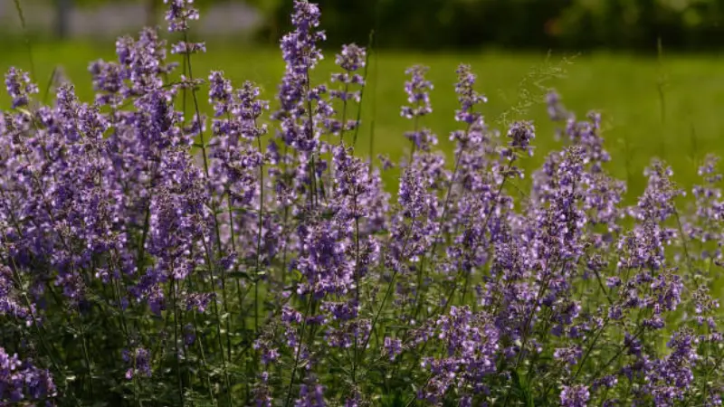 Upright purple nepeta flower spikes with green lawn background