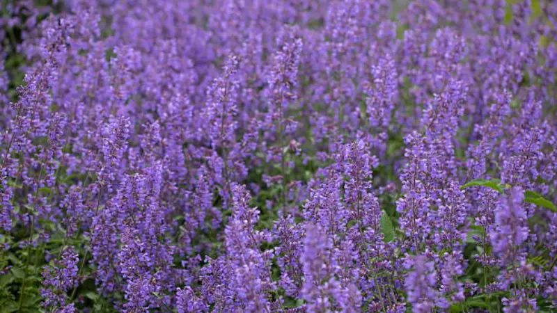 Dense field of purple nepeta flowers in full bloom