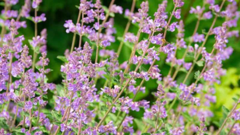 Close-up of purple nepeta flower spikes with a visiting bee
