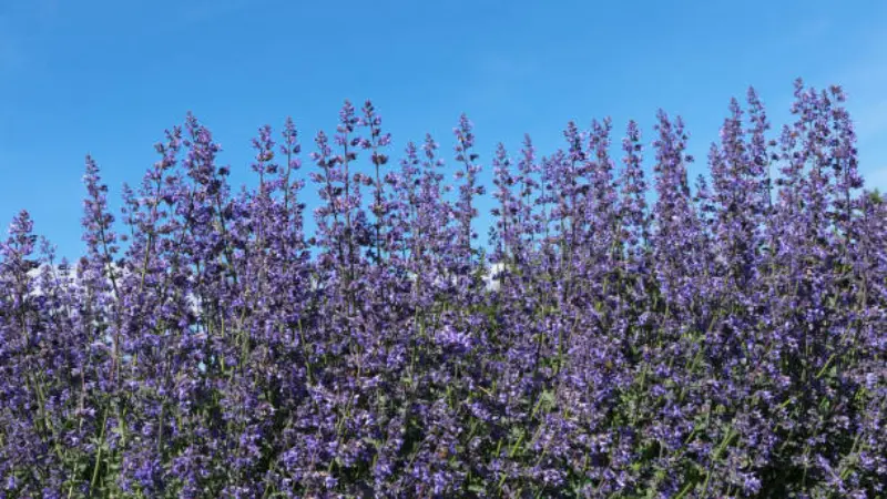 Tall purple nepeta flower spikes against a clear blue sky