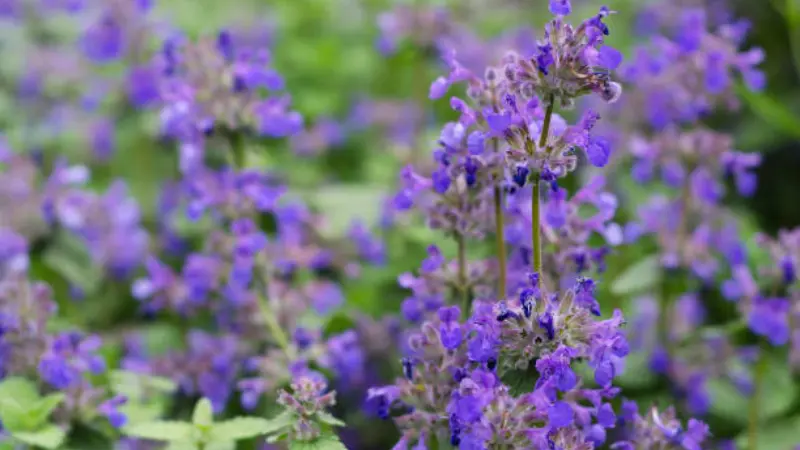Purple nepeta flowers with a soft-focus green background