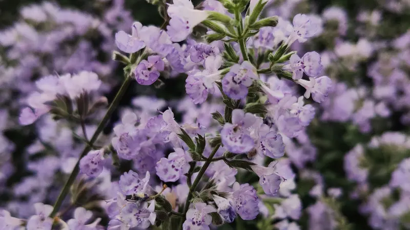 Close-up of pale purple and white nepeta flowers on a stem