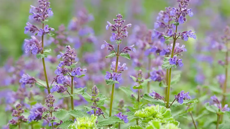 Field of purple nepeta flowers in full bloom