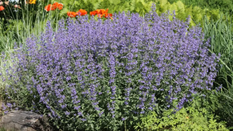 Rounded purple nepeta flower shrub growing beside orange poppies