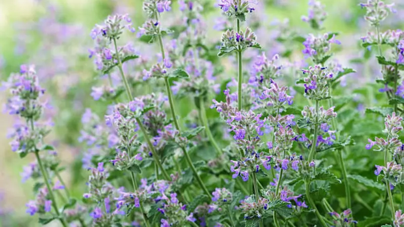 Lavender-blue nepeta flower spikes with green foliage