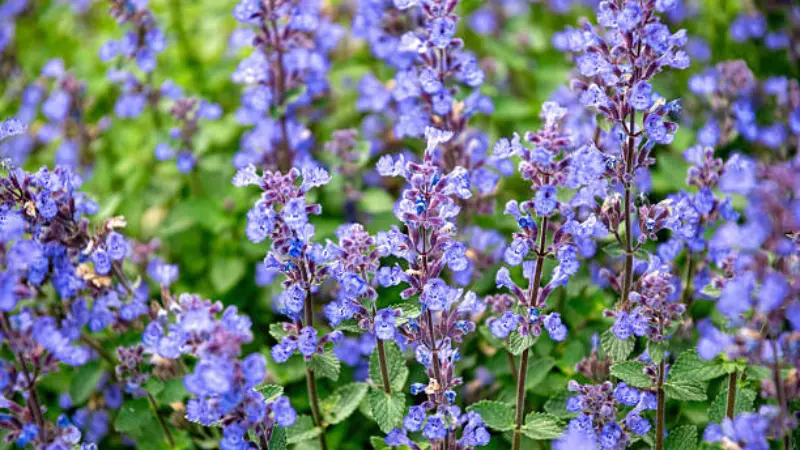 Close-up of blue-purple nepeta flower blooms with green leaves