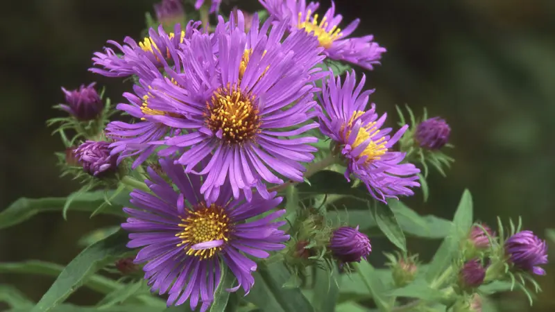 Purple New England Aster flowers with yellow centers and buds