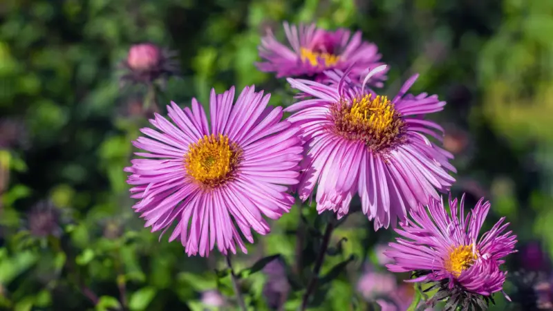 Close-up of purple-pink New England Aster flowers with yellow centers