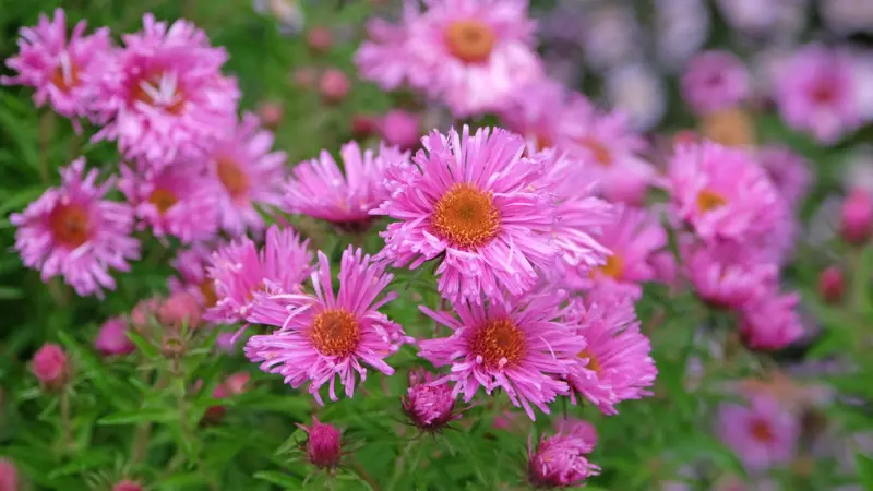 Cluster of bright pink New England Aster flowers among green leaves
