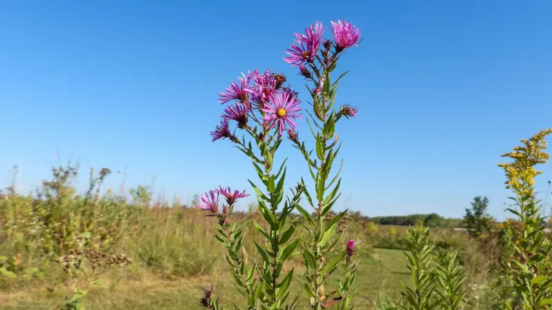 Purple New England Aster flowers growing tall in an open meadow