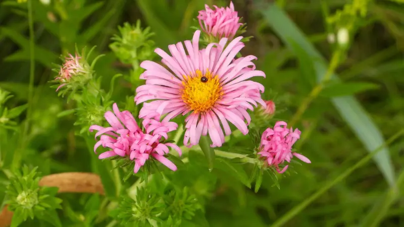 Pink New England Aster flower with a small beetle on its center