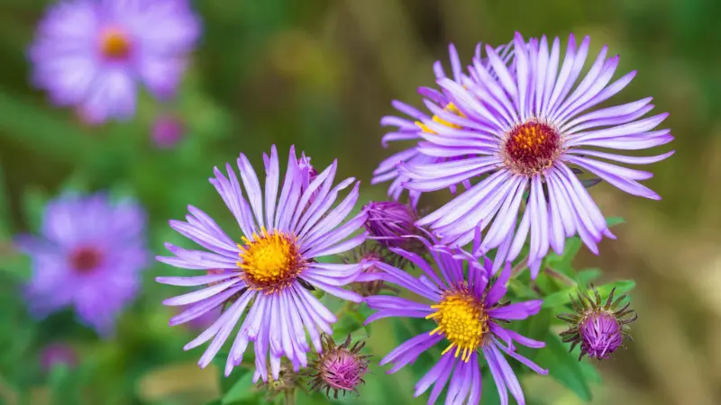 Cluster of lavender-purple New England Aster flowers with yellow centers