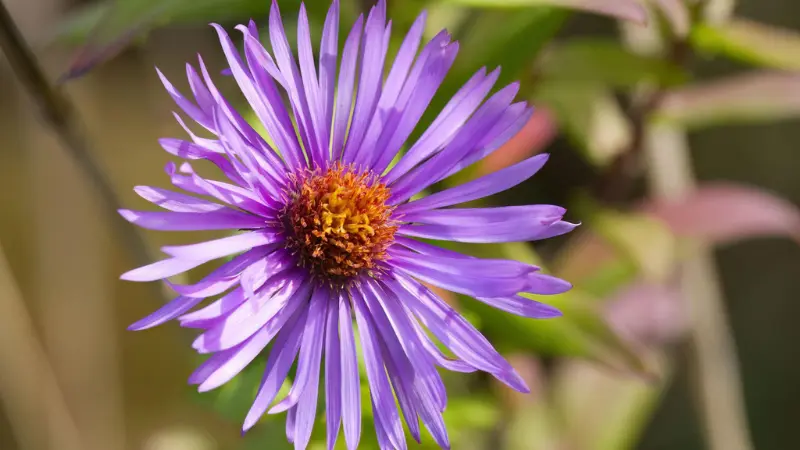Close-up of a single purple New England Aster flower with orange center