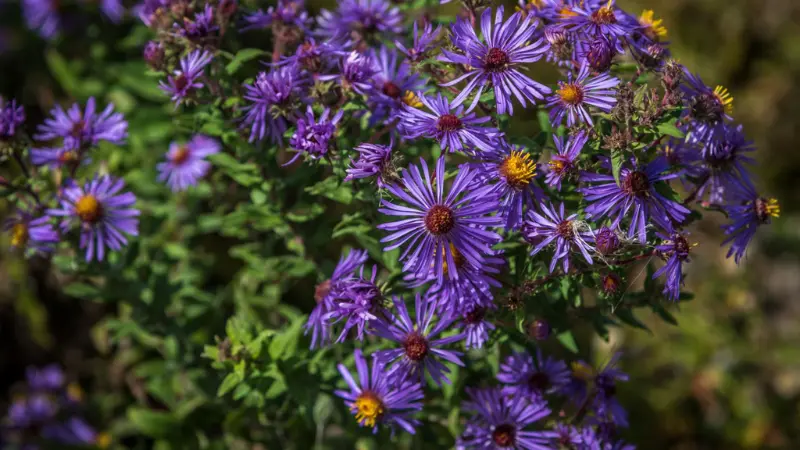 Purple New England Aster flowers blooming densely in a garden patch