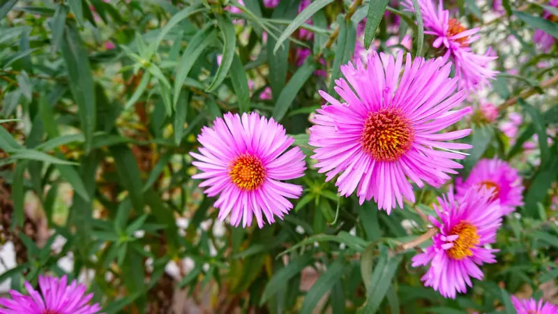Pink New England Aster flowers with yellow-orange centers