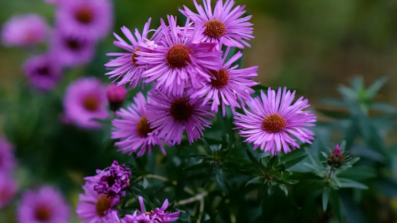 Cluster of pink New England Aster flowers with dark centers