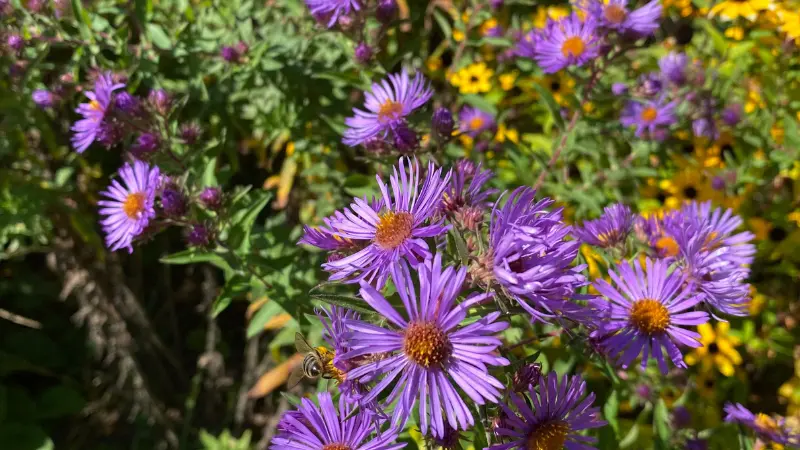 Purple New England Aster flowers blooming near yellow goldenrod flowers