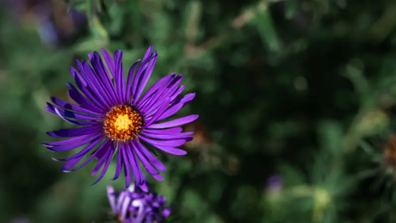 Close-up of a single purple New England Aster flower against a blurred green background