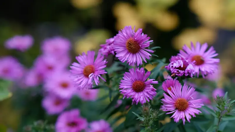Pink New England Aster flowers with blurred yellow flowers behind