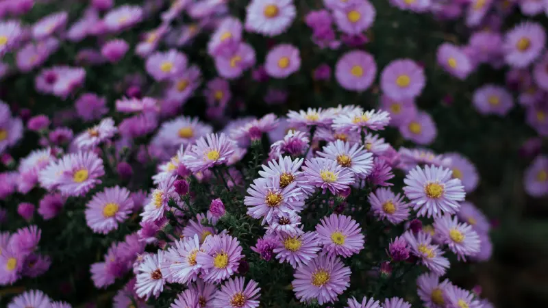 Mass of pale purple New England Aster flowers in bloom