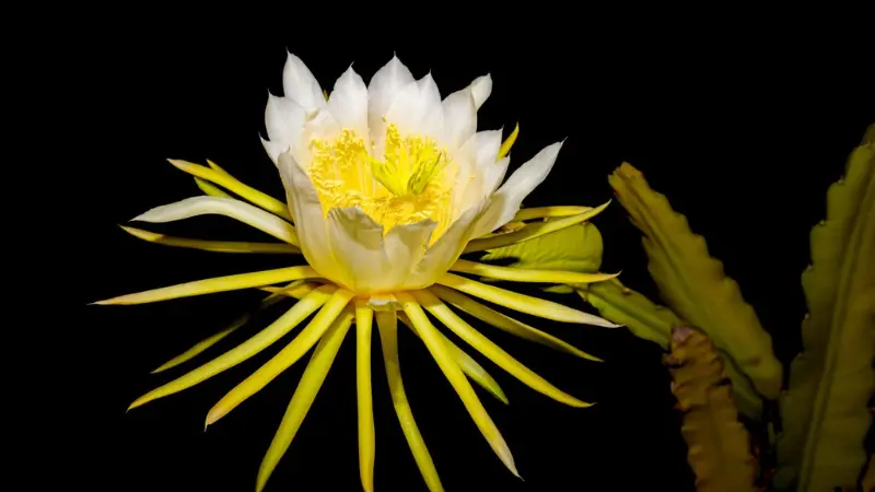 White and yellow Night Blooming Cereus flower with spiky petals