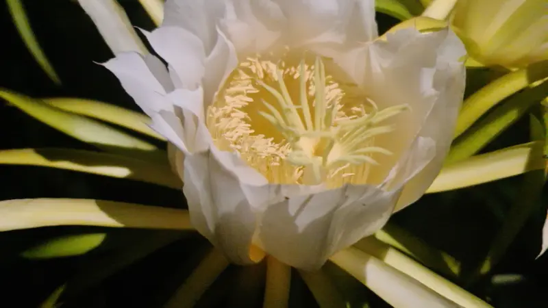 White Night Blooming Cereus flower with yellow center surrounded by green spiky leaves