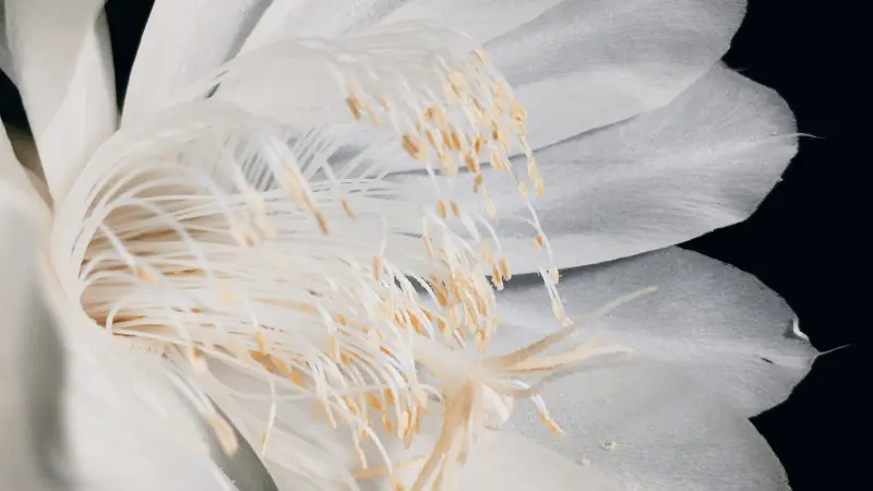 Close-up of delicate white stamens inside a Night Blooming Cereus flower