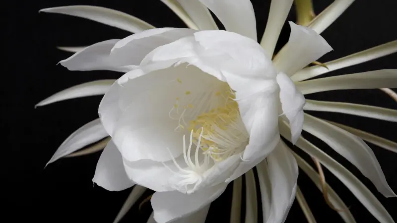 White star-shaped Night Blooming Cereus flower on black background