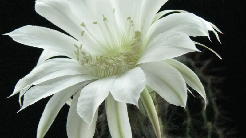 White Night Blooming Cereus flower with pale green center on black background