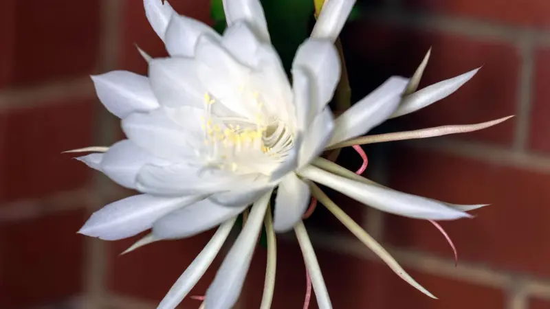 White Night Blooming Cereus flower blooming against a red brick background