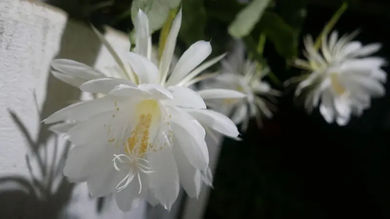 Several white Night Blooming Cereus flowers blooming in soft natural light