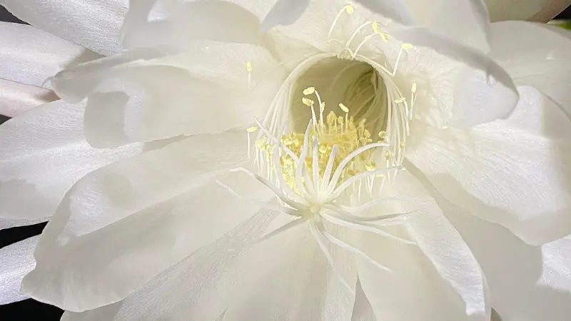 White Night Blooming Cereus flower with golden yellow stamens close-up