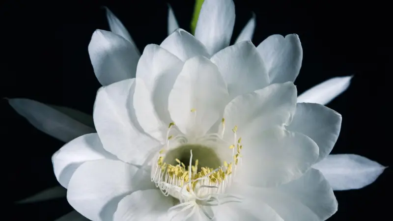 White Night Blooming Cereus flower with yellow stamens on black background