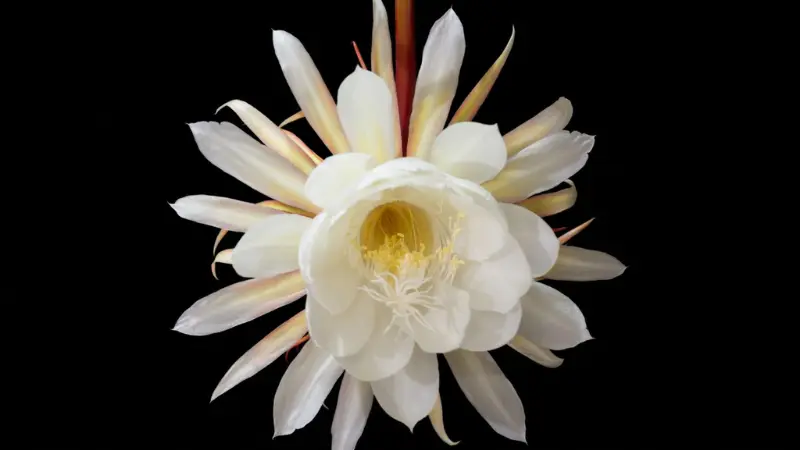 White Night Blooming Cereus flower with golden yellow center on black background
