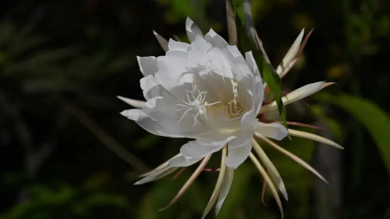White spider-like Night Blooming Cereus flower against blurred green background