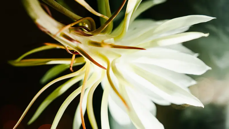 Close-up of white Night Blooming Cereus flower petals with orange tips