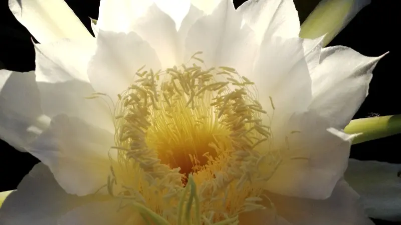 White Night Blooming Cereus flower with bright yellow stamens in full bloom