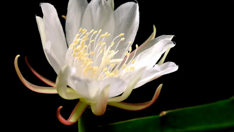 White Night Blooming Cereus flower with curled petals and yellow stamens
