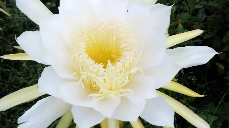 White Night Blooming Cereus flower with yellow center surrounded by green leaves