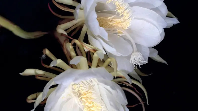 Two white Night Blooming Cereus flowers blooming together on black background