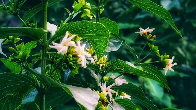 White Night Jasmine (Parijat) flowers with buds amid green leaves