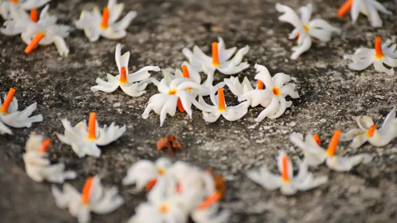 Multiple white Parijat flowers scattered across stone ground