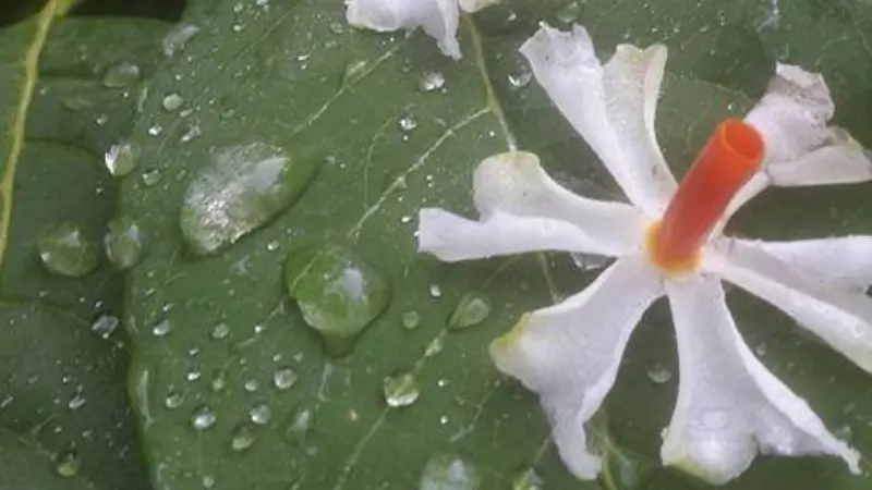 White Night Jasmine flower with orange stem and dew drops on a green leaf